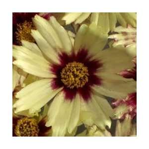  Coreopsis   Redshift Perennial Flower Patio, Lawn 