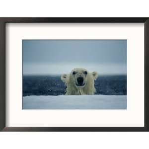  A Wet Polar Bear Sticks His Head up Above the Ice Framed 