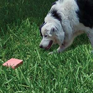  Pooh Stone Organic Scent Easy Canine Dog Yard Potty 
