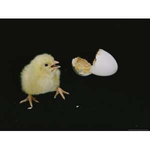  A Newly Hatched Chick Stands Next to its Egg Photographers 