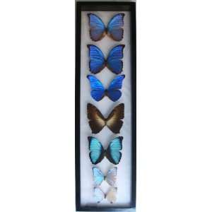 Real Blue Morpho Butterfly Collection From Peru, Framed and Mounted in 