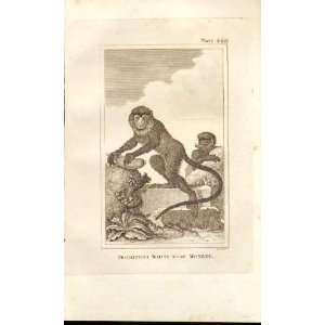  White Nose Monkey 1812 Buffon Natural History Pl 399