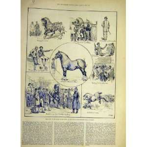  1886 Sketches Shire Horse Show Islington Animal Print 