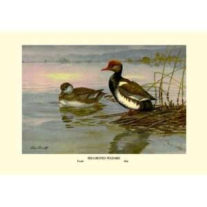  Red Crested Pochard 28x42 Giclee on Canvas