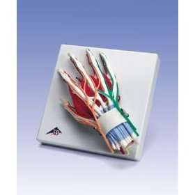 Deluxe Hand and Wrist  Industrial & Scientific