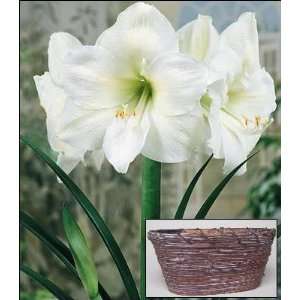  Amaryllis White Christmas Duo in a Splitwood Basket Patio 