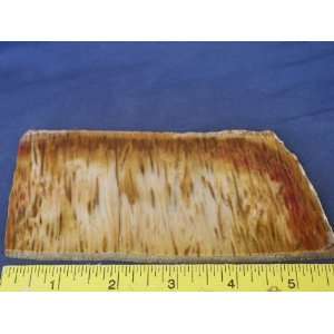   Very Rare Louisiana Petrified Palm Wood Slab, 7.24.6 