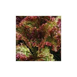  New Red Fire Lettuce   1,000 seeds Patio, Lawn & Garden