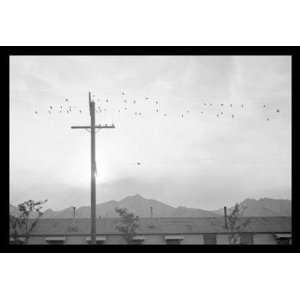  Birds on Wire 20x30 poster