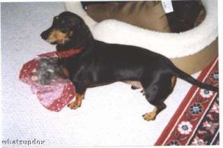 Your Doxie Photos items in Whats Up Dox Dachshund Shoppe store on 
