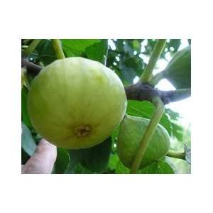  Ficus carica JELLY FIG Fruit Tree 1 gallon, CUTTING*FREE 
