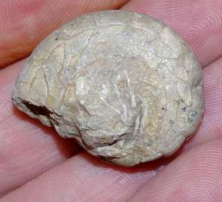   , Kowala, Devonian, Famenian 345 million years ago. Dimension 28mm