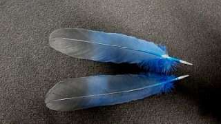 Dyed Blue Wood Pigeon Wing Feathers