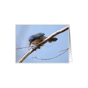  Curious Western Scrub Jay adorned with nesting material 