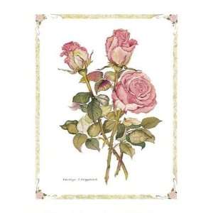  Pink Roses Carolyn Cappello. 8.00 inches by 10.00 inches 