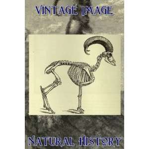   Keyring Key Ring Vintage Natural History Image Skeleton of Mouflon