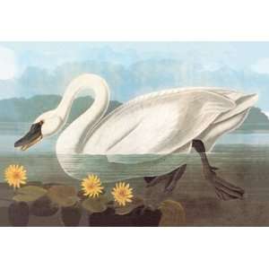  Whistling Swan 44X66 Canvas