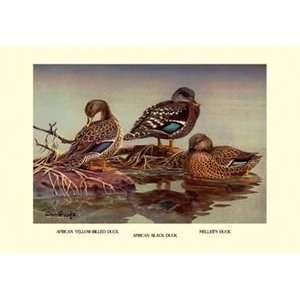  African and Mellers Ducks   12x18 Framed Print in Gold 