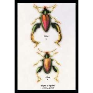  Vintage Art Beetle Chinese Sagra Buquetu #1   15385 7 