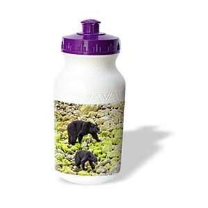 VWPics Animals   Black Bear mother with two cubs walks beach in search 