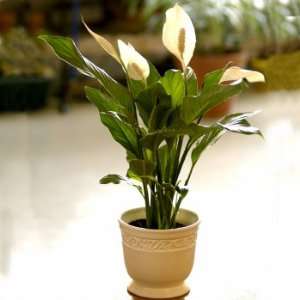  Sympathy Peace Lily Ships Express 2 Day
