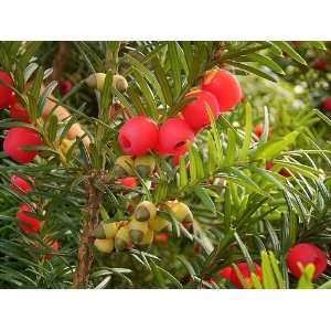  English Yew, Taxus Baccata, Tree 3 Seeds (Evergreen 