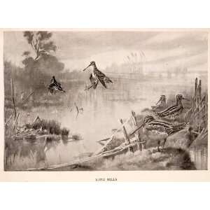   Wetlands Lake Waterfowl Art   Original Halftone Print