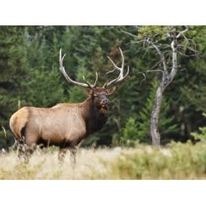  Elk (Wapiti), Jasper National Park, Alberta, Canada, North 