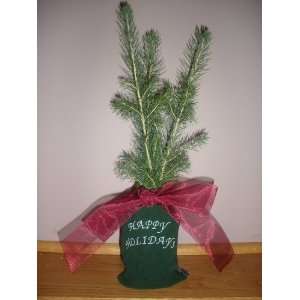  Norway Spruce 12 Tree Seedling Group of 3 W/green Happy 