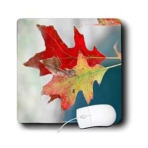   Leaves   Autumn Leaves Transition Red Gold   Mouse Pads Electronics