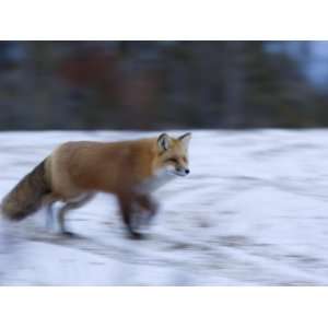  Red Fox, Vulpes Vulpes, Churchill, Manitoba, Canada, North 