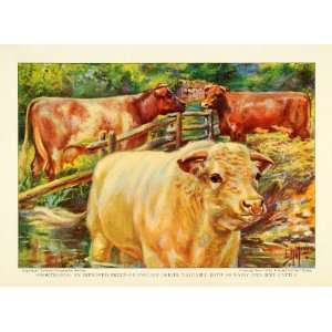 1925 Print Beef Cattle Shorthorn Breed Dairy Animals Farm Cow Edward H 