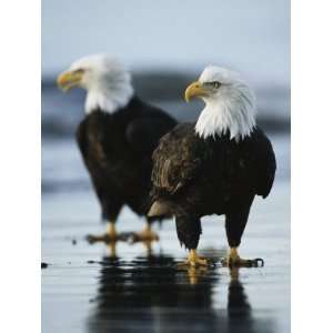  A Pair of American Bald Eagles Stand on the Shoreline 