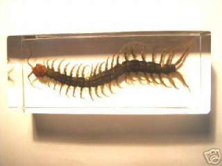 Real Centipede ( Scolopendra subspini ) specimen encased in our 