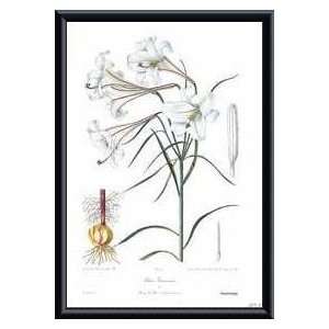     Lilium Formosanum   Artist Henry J. Elwes  Poster Size 16 X 12