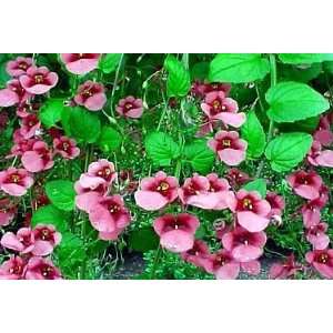  Pink Queen Twinspur   100 Seeds, 100 mg Patio, Lawn 