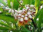 Disa Atricapilla Seeds Rare South African Orchid Stunning items in 