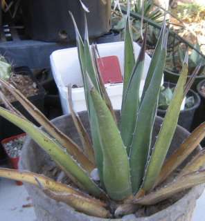 Agave neomexicana X lechuguilla (Gracipes) MD  