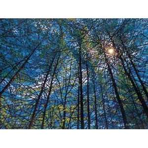  Tim Packer   Pinescape   Promise of Spring Artists Proof 