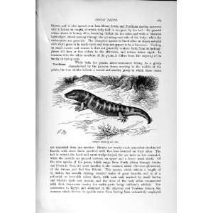    NATURAL HISTORY 1896 COMMON SKINK REPTILE OLD PRINT