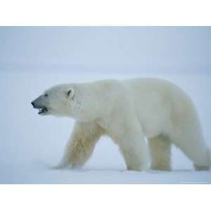  A Polar Bear Walks Across a Snowfield National Geographic 