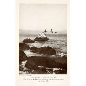  1924 Print Colima Mexico Coast Shore Pacific Ocean Pelican 