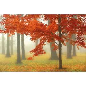  Donna Geissler 36W by 24H  Autumn Mist II CANVAS Edge 