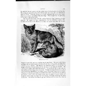   HISTORY 1893 94 DINGO DOG WILD ANIMAL AUSTRALIA