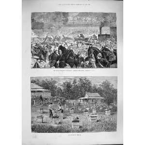  1887 AUSTRALIA APIARY MILITARY TOURNAMENT SOLDIERS