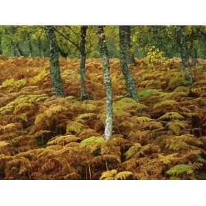  Birch Trees and Bracken in Autumn, Glen Strathfarrar 