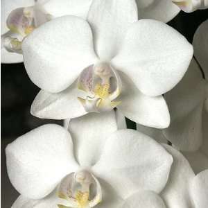 Phalaenopsis Orchid Plant   Approx. 6   10 Inches  Grocery 