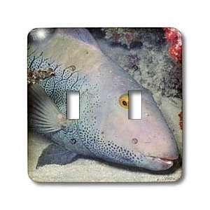  VWPics Animals   Parrotfish rests under coral ledge with 
