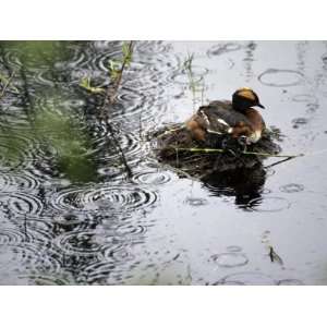  Horned Grebe on Boreal Pond with Baby in a Rainstorm 