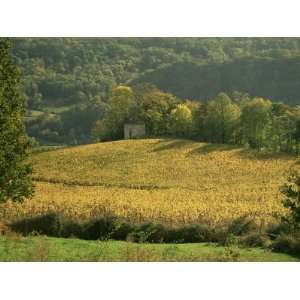  Vineyards in Autumn, Near Arbois, Jura, Franche Comte 